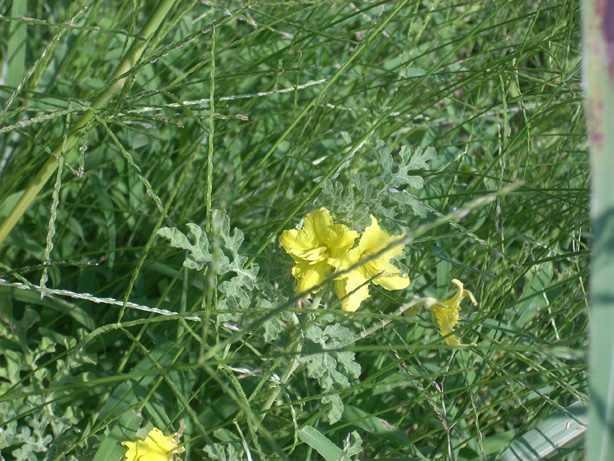 Yellow Weed